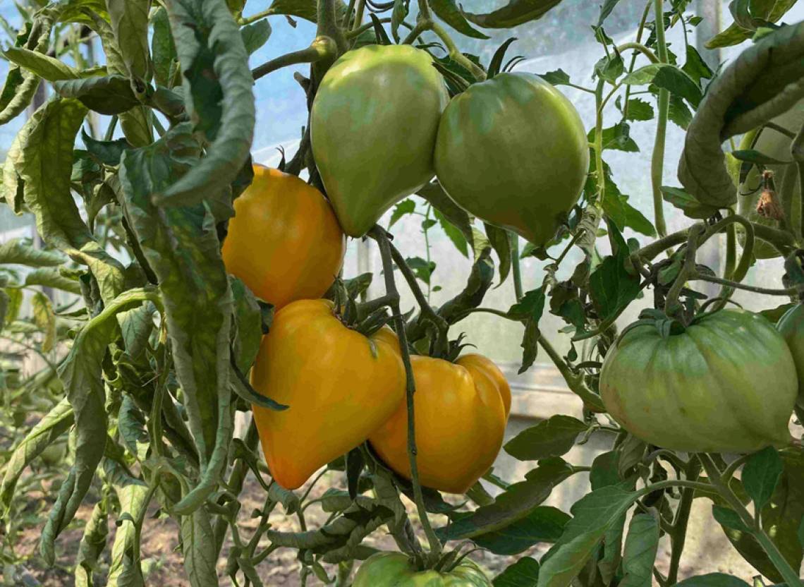 tomato tornado presto