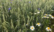 A field of open-source wheat Convento C with wild flowers in it